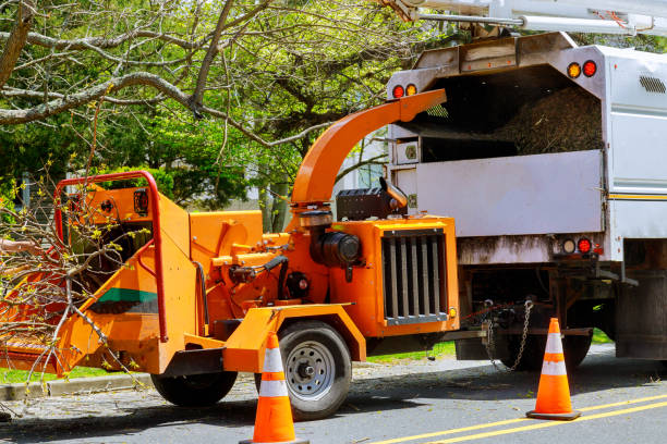 Leaf Removal in Ballenger Creek, MD